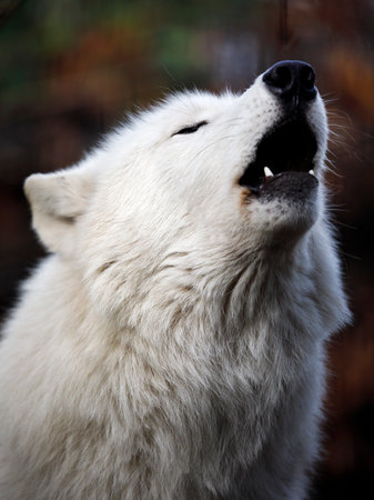 Howling Hudson Bay wolf (Canis lupus hudsonicus)の写真素材