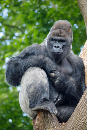 Western lowland gorilla on nature backgroundの写真素材