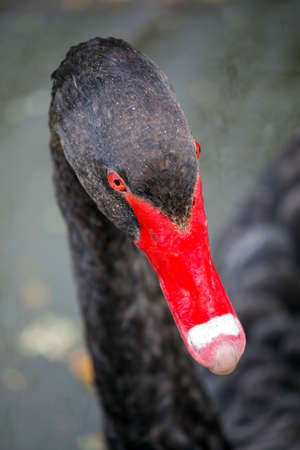 black swan (Cygnus atratus) birdの写真素材