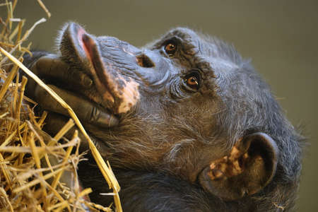 chimpanzee ( Pan troglodytes) close up portrait