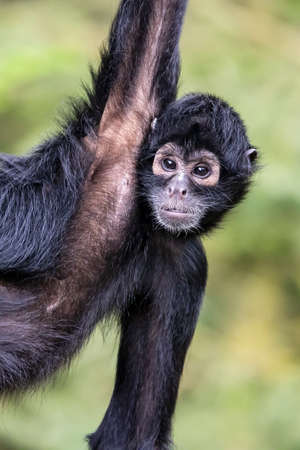 Colombian spider monkey (Ateles fusciceps rufiventris)
