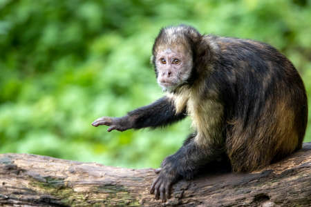 golden-bellied capuchin (Sapajus xanthosternos)の写真素材