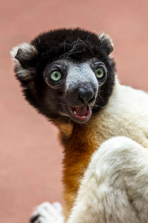 portrait of a Crowned Sifaka Propithecus coronatusの写真素材