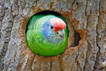 a closeup shot of a red-tailed amazon (Amazona brasiliensis)の写真素材