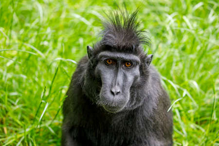 Crested Macaque (Macaca Nigra) adultの写真素材