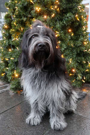 close up of Schapendoes (Dutch Sheepdog) posing outdoors