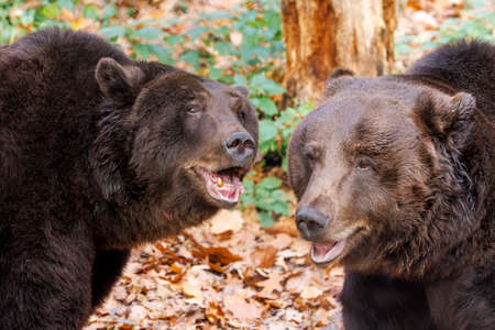 close up portrait of Brown bears (Ursus arctos) at habitatの写真素材
