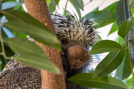close up of a Brazilian porcupine (Coendou prehensilis) at habitatの写真素材