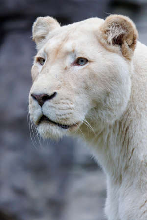 close up portrait of White lion (Panthera leo) at habitat