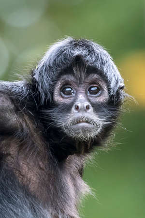 close up shot of a Colombian spider monkey (Ateles fusciceps rufiventris)