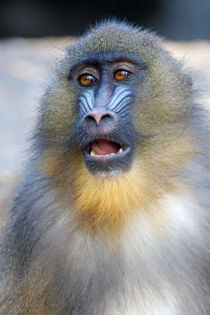 close up portrait of a mandrill monkey (Mandrillus Sphinx) at habitat