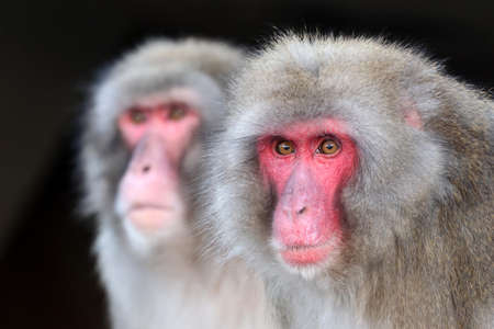 closeup of Japanese macaque (Macaca fuscata) in wildの写真素材