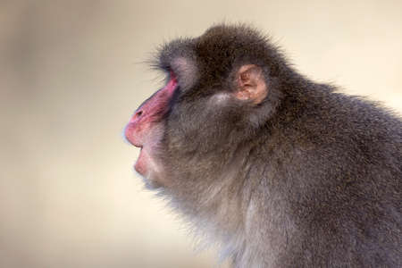 closeup of Japanese macaque (Macaca fuscata) in wild