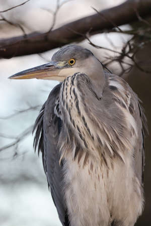 closeup portrait of a Gray Heron (Ardea cinerea) at habitatの写真素材