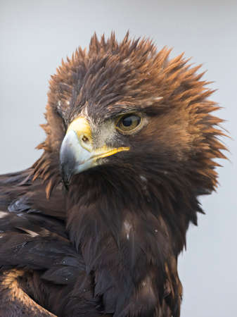 closeup portrait of a golden eagle (Aquila chrysaetos)の写真素材
