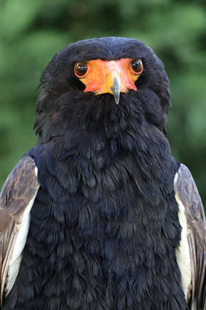 close up portrait of bateleur, Terathopius ecaudatus, bird with orange beakの写真素材