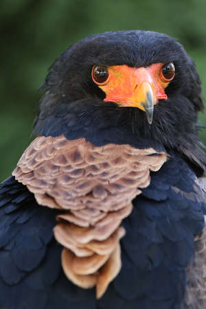 close up portrait of bateleur, Terathopius ecaudatus, bird with orange beakの写真素材