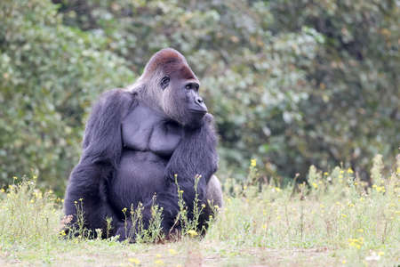 big black Western Lowland gorilla in nature, primate in wildlifeの写真素材