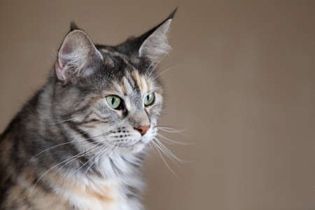 portrait of a beautiful young adult Maine Coon catの写真素材