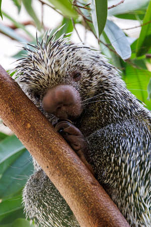 close up shot of a cute Brazilian porcupine (Coendou prehensilis)の写真素材