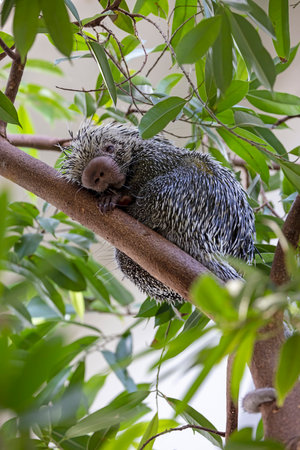 close up shot of a cute Brazilian porcupine (Coendou prehensilis)の写真素材