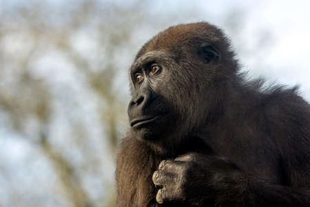 close up of a young female Western Lowland gorilla on blurred backgroundの写真素材