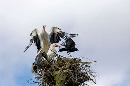Mating white storks (Ciconia ciconia) on the nest attacked by a crow