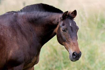 portrait of a beautiful brown horseの写真素材