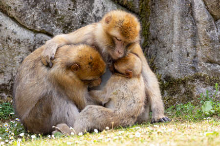 The Barbary macaque (Macaca sylvanus), also known as Barbara ape or magot