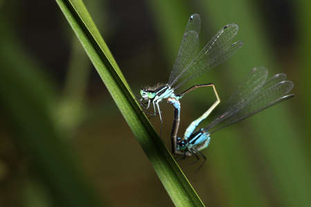 Close up shot of Mating Damselflies on green leaf