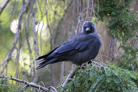 The western jackdaw, Coloeus monedula, also known as the Eurasian jackdaw, the European jackdaw, or...