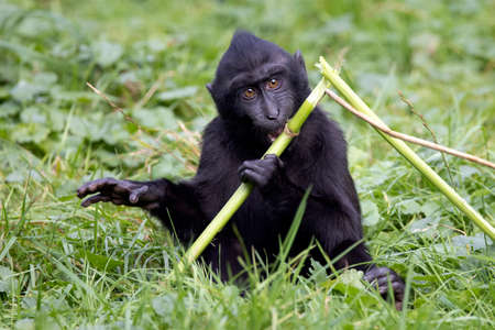 Close up shot of a crested macaque, Macaca Nigraの写真素材