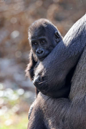 Close up shot of western lowland gorilla, Gorilla Gorilla Gorillaの写真素材