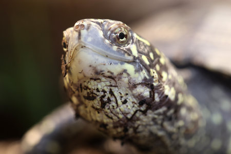 Closeup shot of small turtle in sunlight