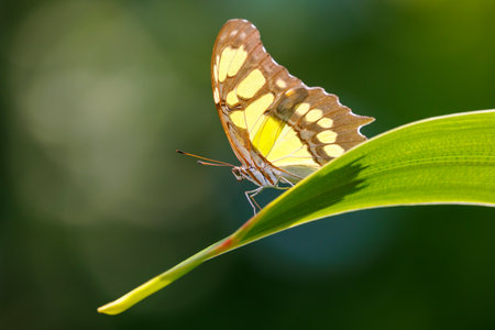 Close up shot of beautiful butterflyの写真素材