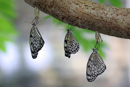 Close up shot of beautiful butterflyの写真素材