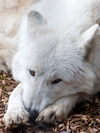 The Hudson Bay wolf (Canis lupus hudsonicus) closeup photoの写真素材