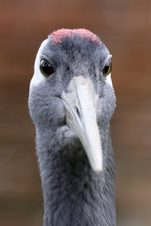 Close up shot of a crane bird (Grus japonensis)の写真素材