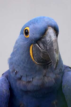 The hyacinth macaw (Anodorhynchus hyacinthinus), or hyacinthine macaw closeup photo.の写真素材