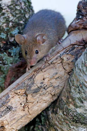Closeup portrait of small mouse in the forestの写真素材