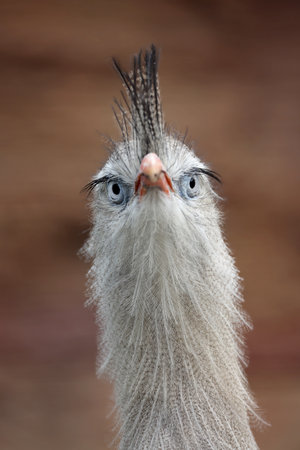 Close up view of a Red-legged seriema (Cariama cristata)の写真素材