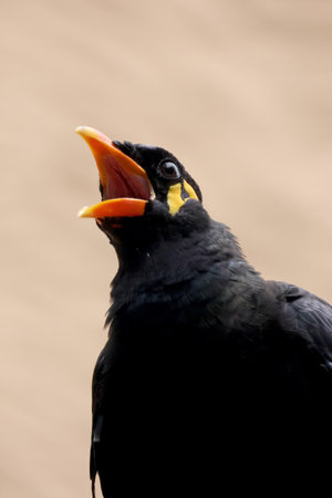 Close up view of a common hill myna (Gracula religiosa)の写真素材
