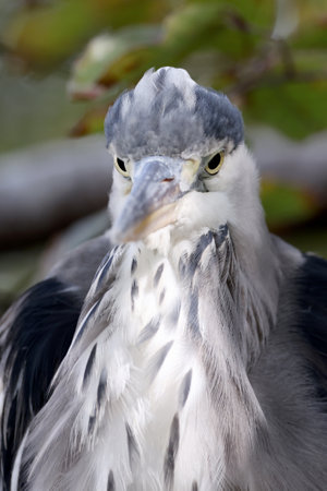 Close up view of a Gray Heron (ardea cinerea)の写真素材