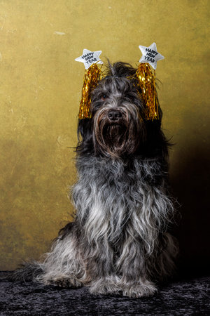 Dutch Sheepdog (Schapendoes), Happy New Year outfitの写真素材