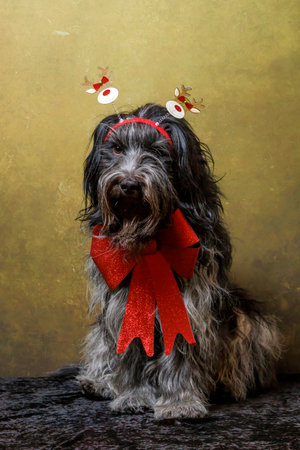 Dutch Sheepdog (Schapendoes) in Christmas outfitの写真素材