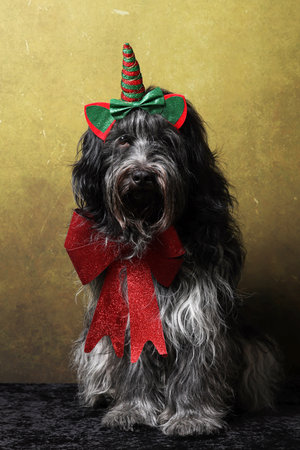 Dutch Sheepdog (Schapendoes) in Christmas outfitの写真素材