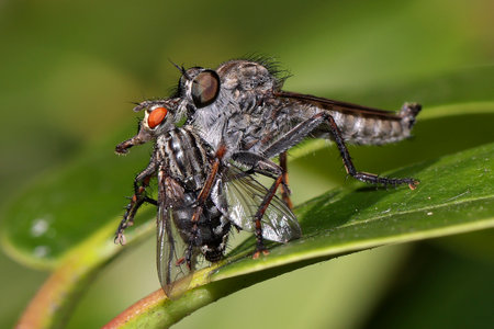 Robberfly with prey in wildlife, close upの写真素材
