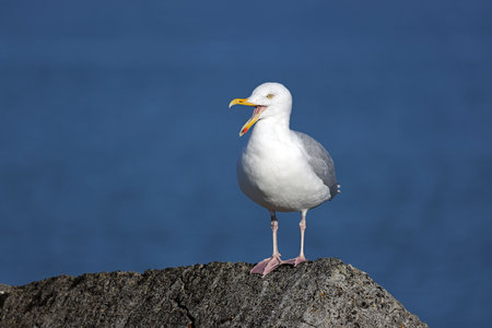 European herring gull (Larus argentatus) sitting on the rockの写真素材
