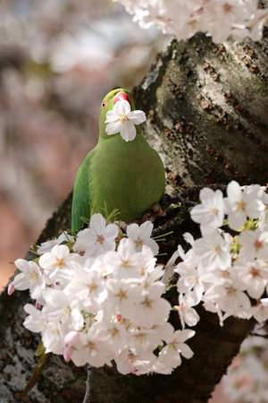 view of green parakeet (Psittacula krameri) perching on blooming tree