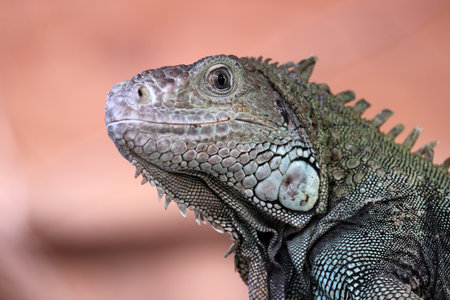 close up of a green iguanaの写真素材